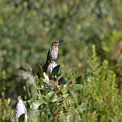 Cape Sugarbird" Paarl, South Africa